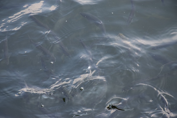 《東莞市茅洲河流域協(xié)同保護(hù)規(guī)定》解讀 自2026年1月1日起施行